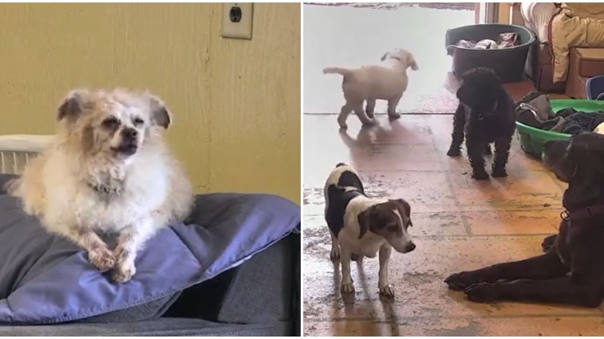Old Friends Senior Dog Sanctuary Live Cams Will Totally Brighten Your Day Narcity