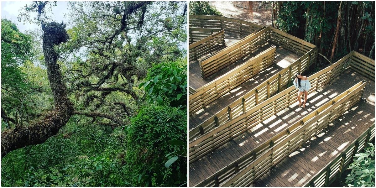 Boardwalk Trails At Tree Tops Park In Florida Are Like A Hidden Jungle