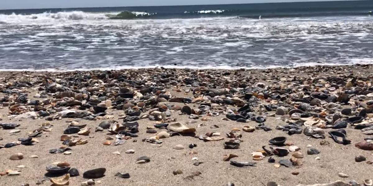 Beach In North Carolina Is Being Filled With Unique Shells Narcity