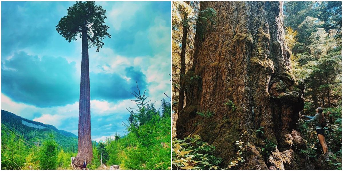 Red Creek Fir In BC Is The Tallest Douglas Fir Tree In The World & You