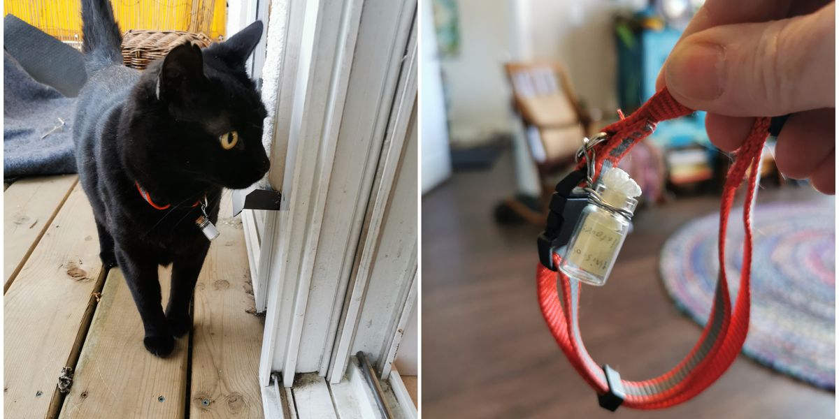 Cat Mail Carrier In Edmonton Delivers Tiny Letters In A Bottle Between