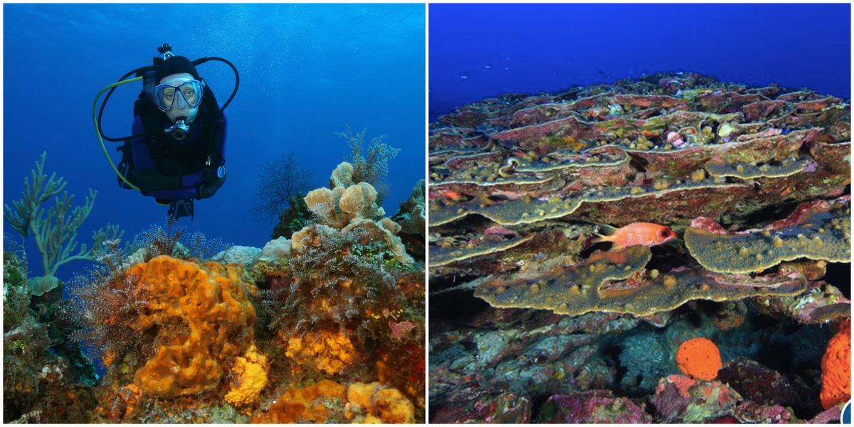 This Texas Coral Reef Near Houston Lets You Explore Its Depths Narcity