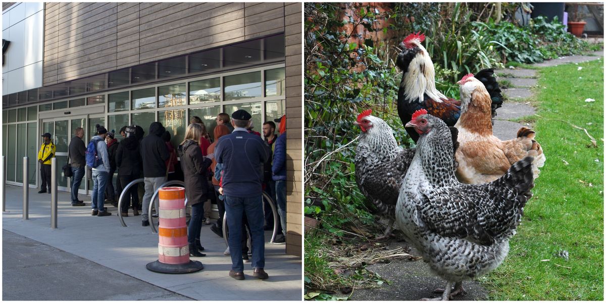 Backyard Chickens In Colorado Are Being Bought Amidst Food Shortage