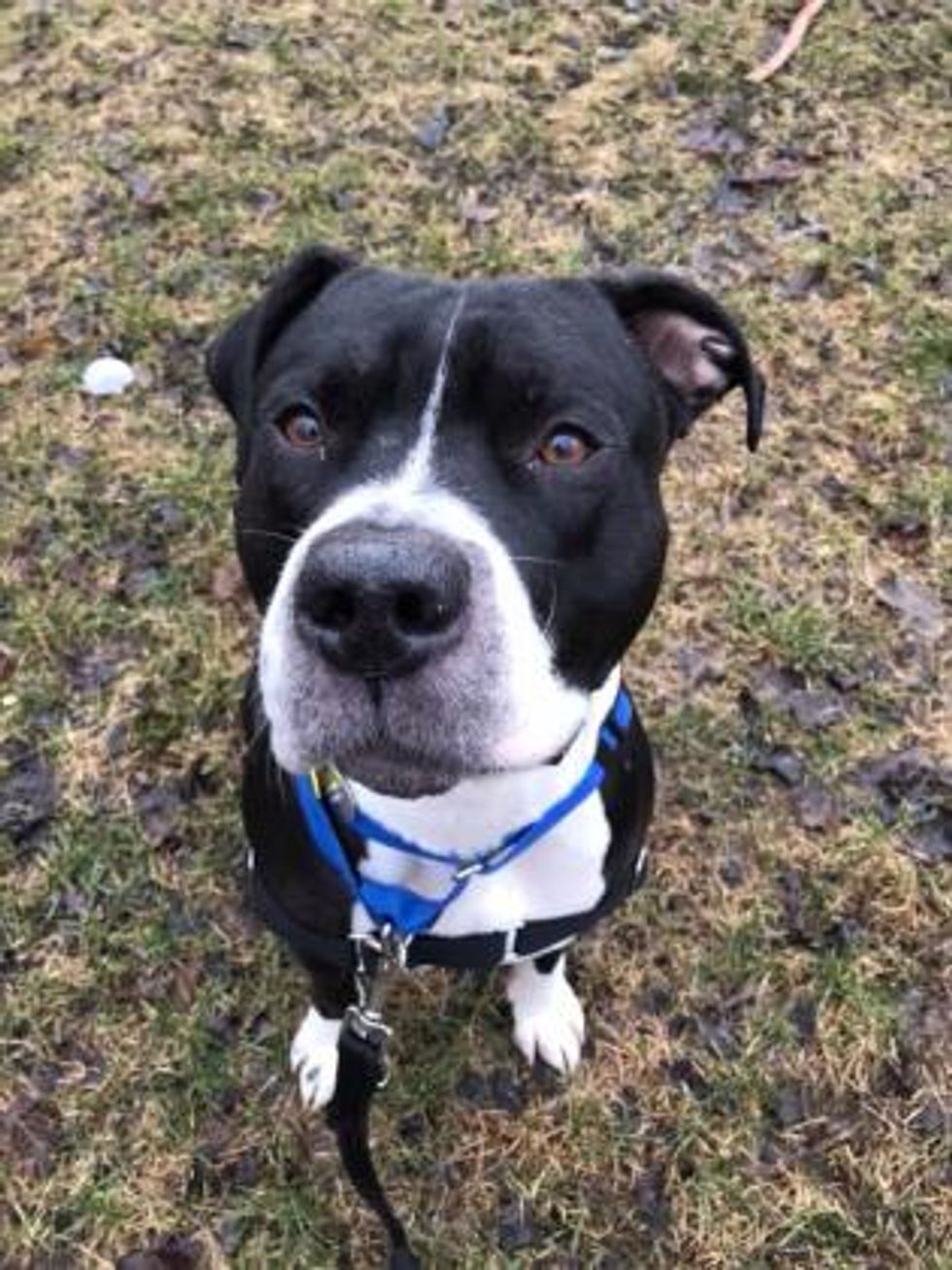 La SPCA de Montréal déborde d'animaux à adopter trop cute