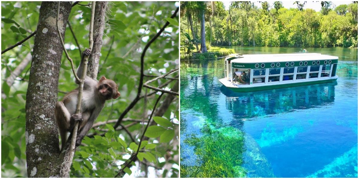 Silver Springs State Park In Florida Offers GlassBottom Boat Tours Narcity
