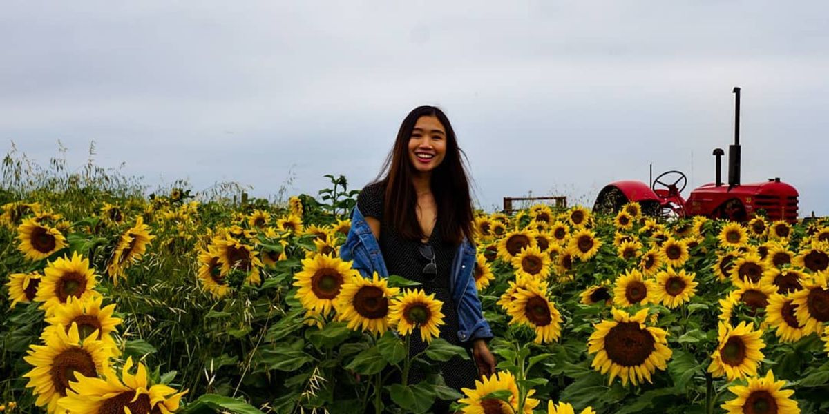 Calgary's Sunflower Field Opens Next Month & It's So Massive You Could
