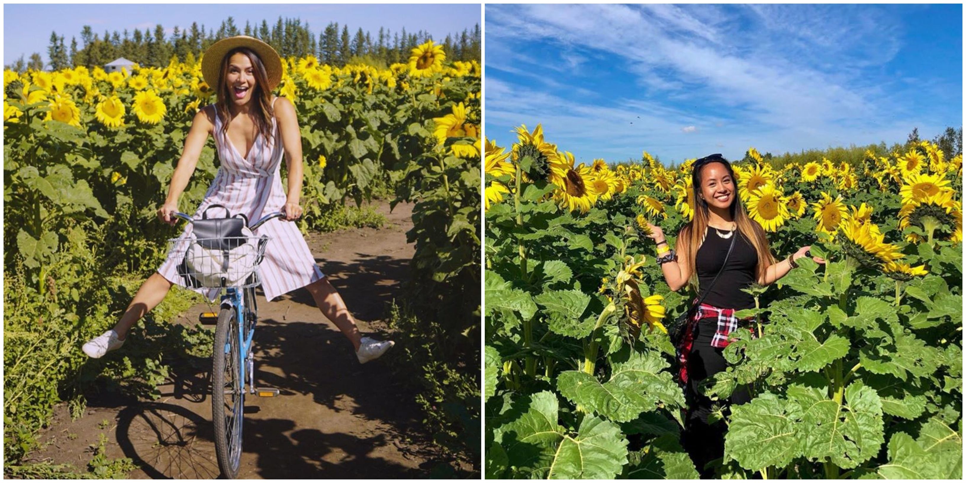 Calgary's Sunflower Maze Has Almost 500,000 Sunflowers This Summer