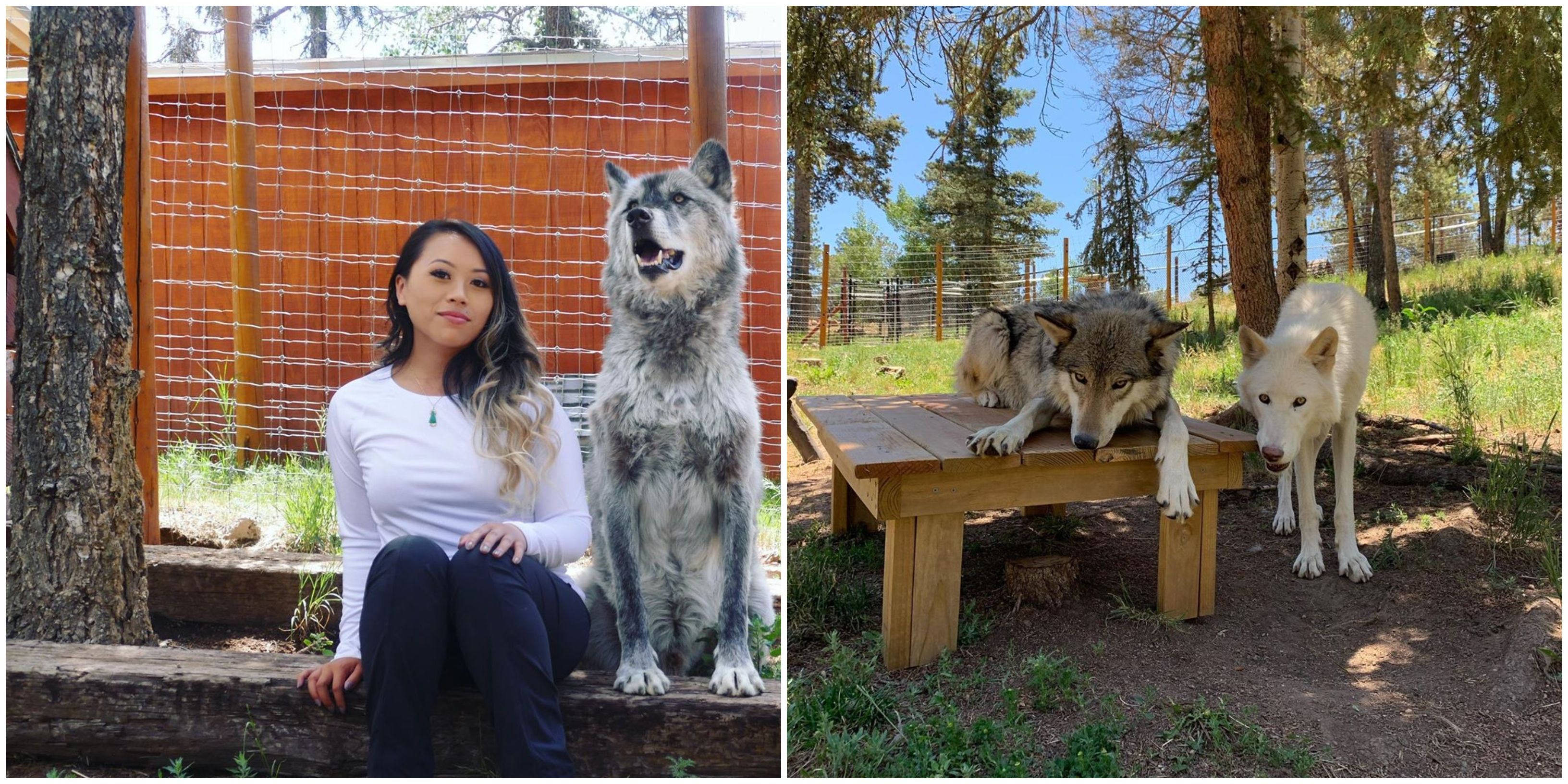 Colorado Wolf & Wildlife Center Lets You Hang Out With Wolves Narcity