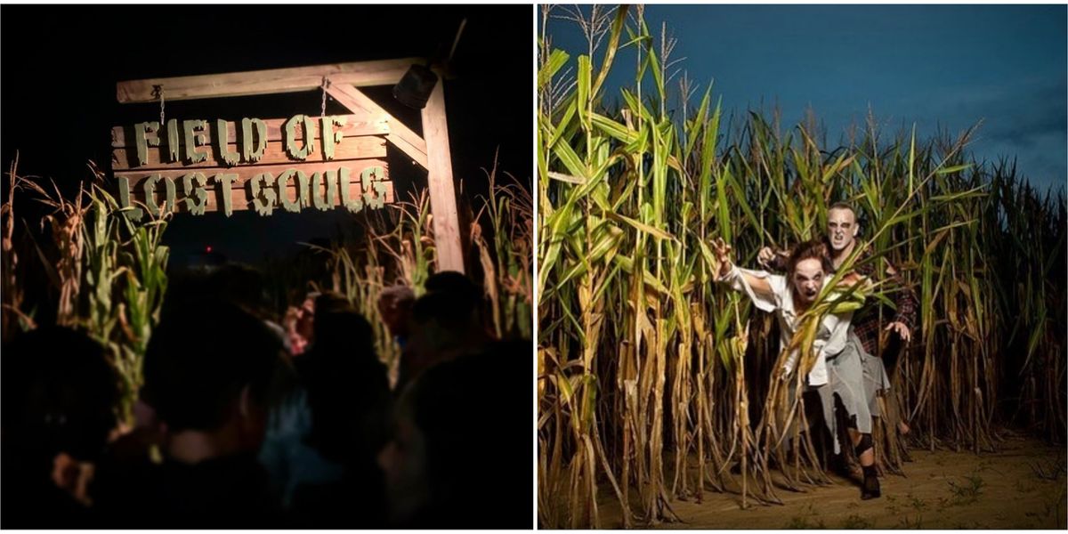 Haunted Corn Maze North Carolina Phillips Farms Of Cary Will Be
