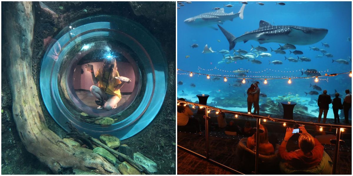 Aquarium Is Giving An Adults Only Sneak Peek Of New Shark