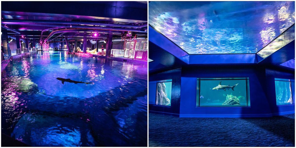 Aquarium Shark Exhibit Opening in October Narcity