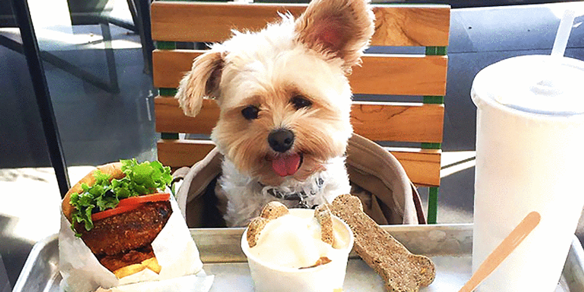 You Can Take Your Dog On A Lunch Date At This Cute Dog Café In Ontario