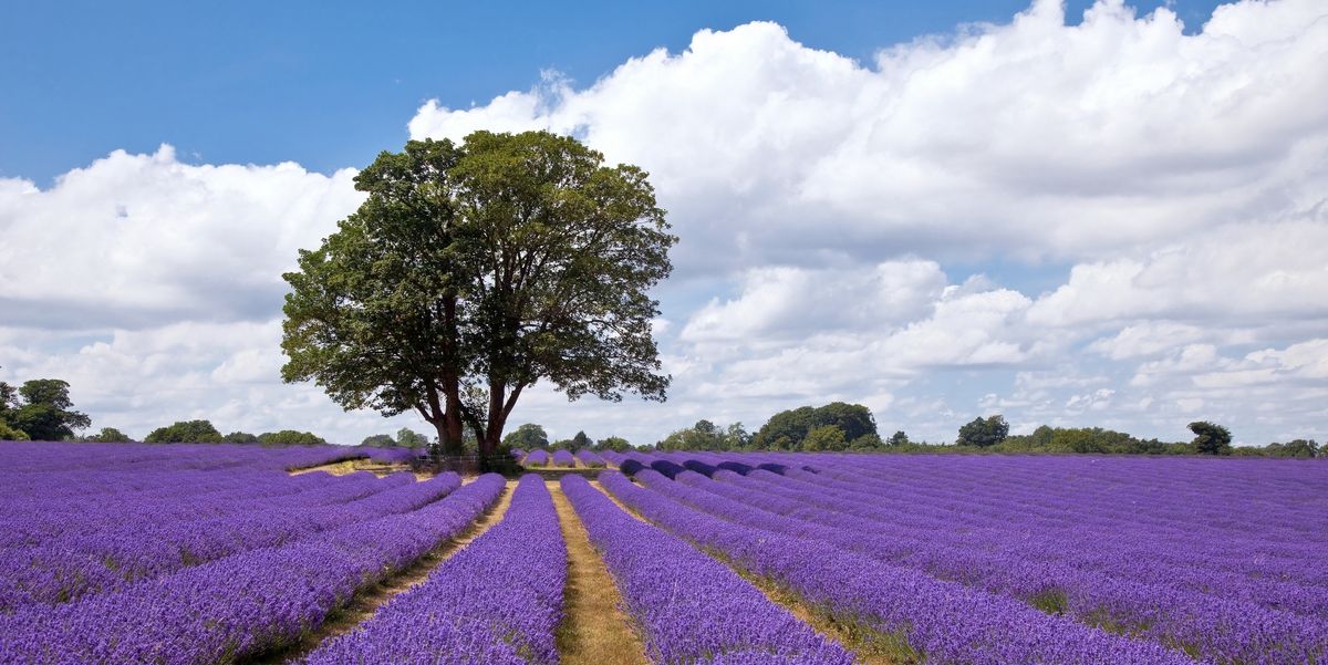 You Need To Visit Ontario's Largest Lavender Field This Summer Narcity You Need To Visit Ontario's Largest Lavender Field This Summer Narcity