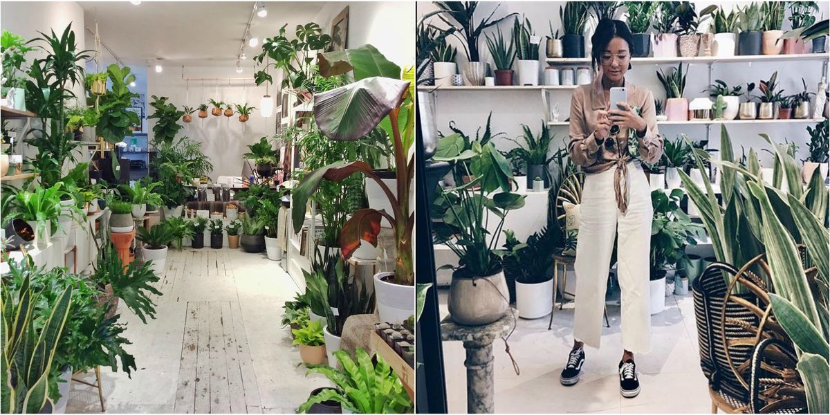 This Is The Adorable House Plant Shop In Toronto You Need To Check Out