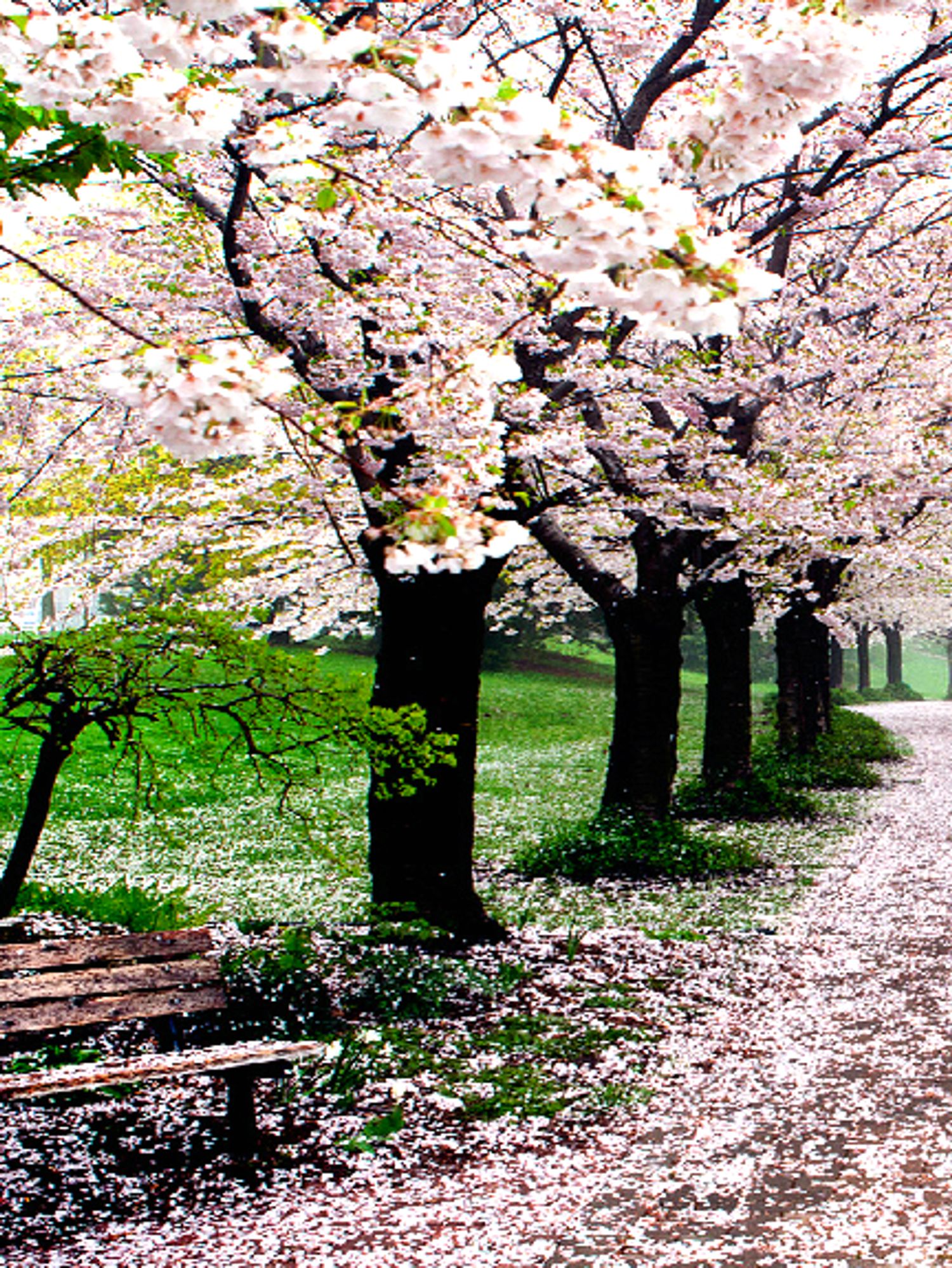 You Must Visit This Spectacular Cherry Blossom Trail In Ontario Narcity