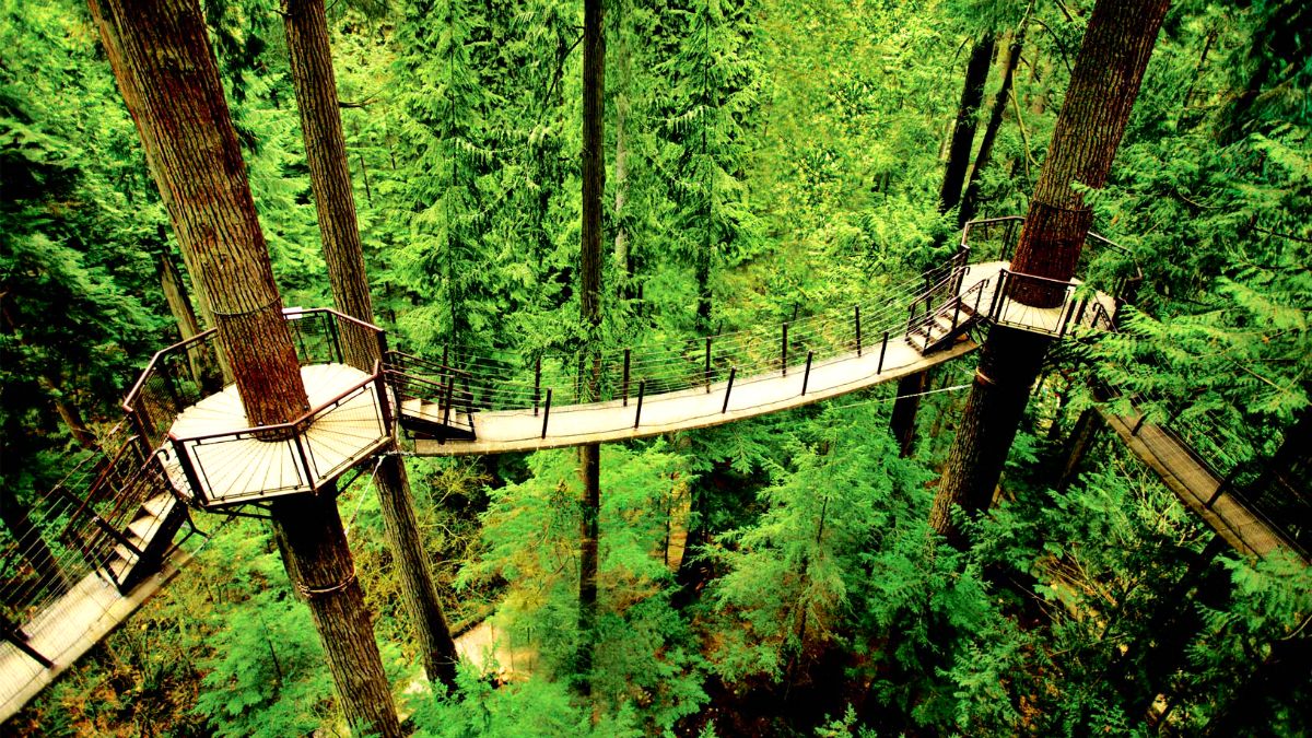 This Treetop Park In Canada Lets You Walk Along A Series Of Suspension