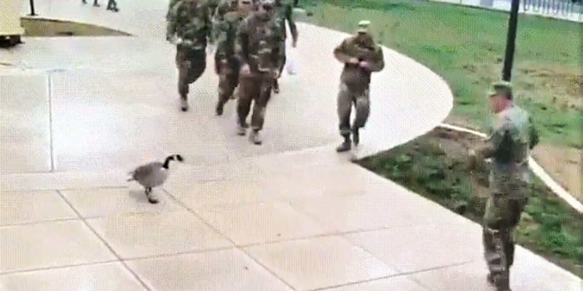 A Canada Goose Attacks A Platoon Of American Armed Forces And It's