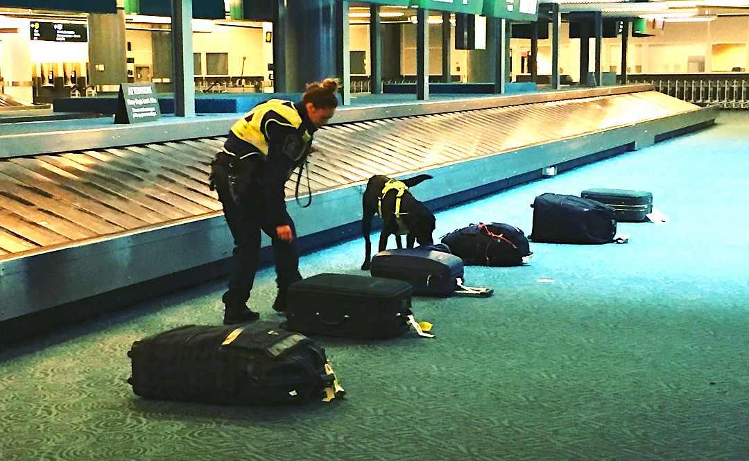 Almost 230lbs Of Drugs Were Seized At Toronto's Pearson Airport Narcity