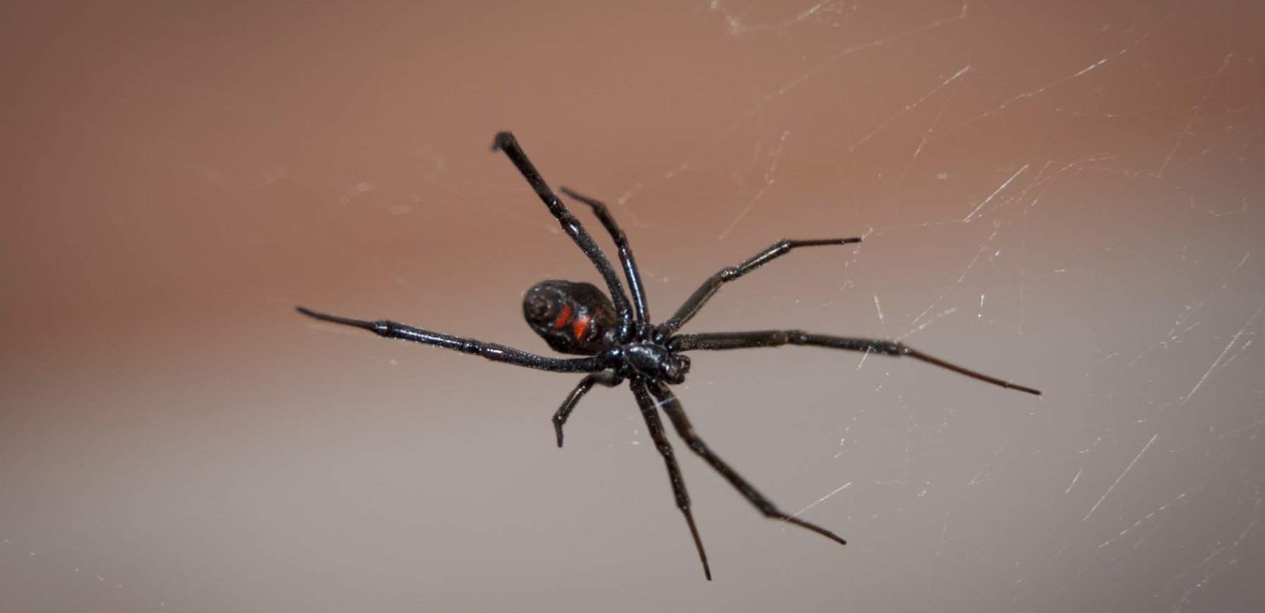 Deadly Black Widow Spiders Are Appearing In Canada Narcity