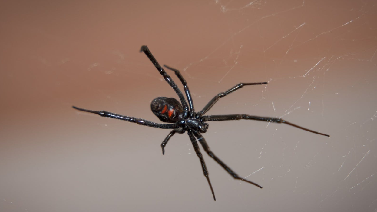 Deadly Black Widow Spiders Are Appearing In Canada Narcity