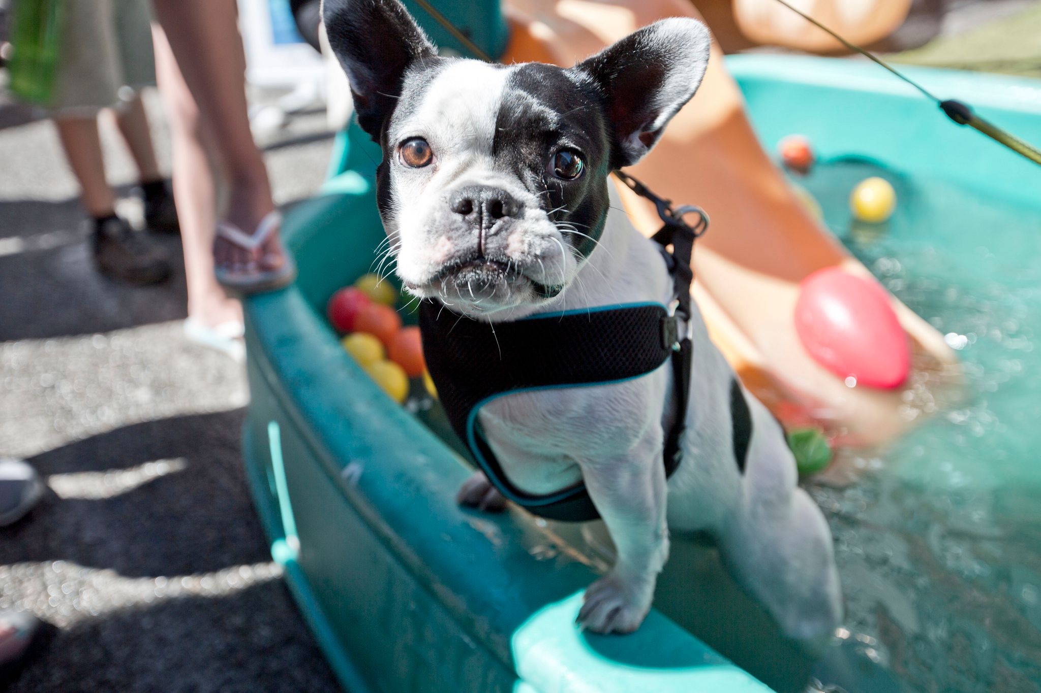 Calgary Is Hosting A Dog Festival