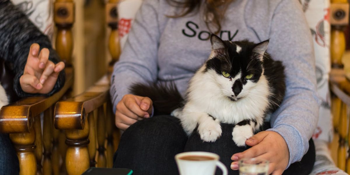 This Toronto  Cat  Cafe  Is Being Accused Of Discrimination 
