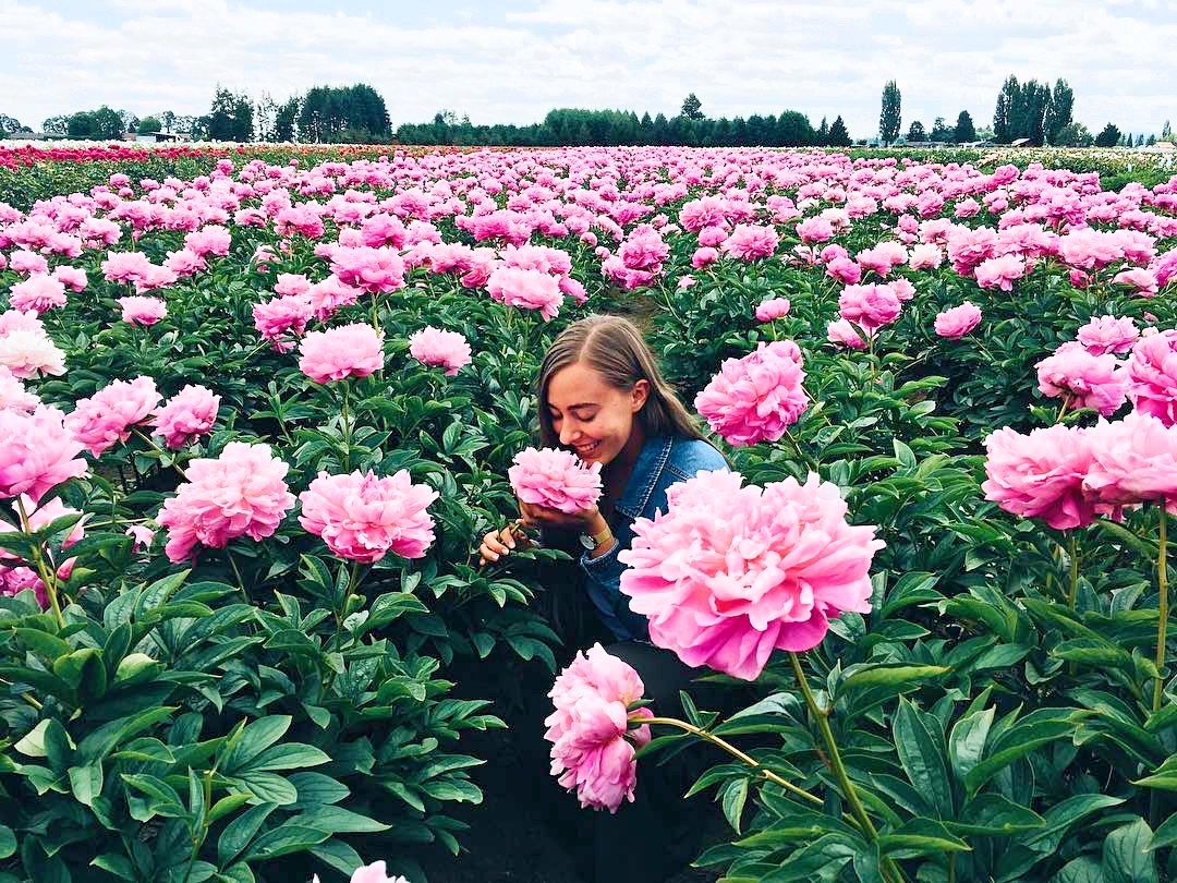 When Do Peonies Bloom In Ontario Mijacob