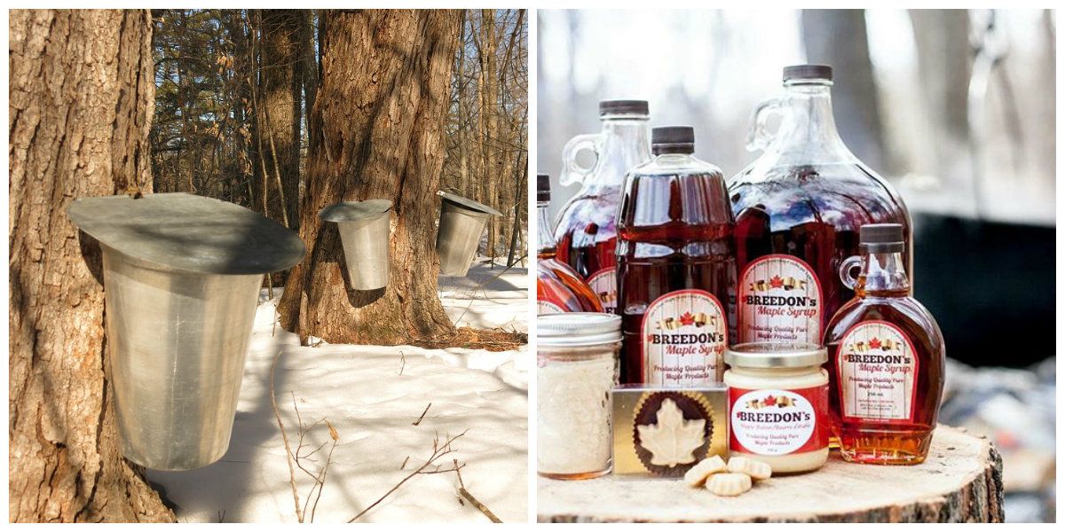 It's Officially Maple Syrup Season In Canada Narcity