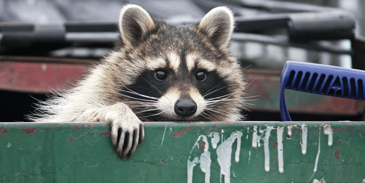 Ontario Police Urges The Public To Stop Calling 911 To Complain About