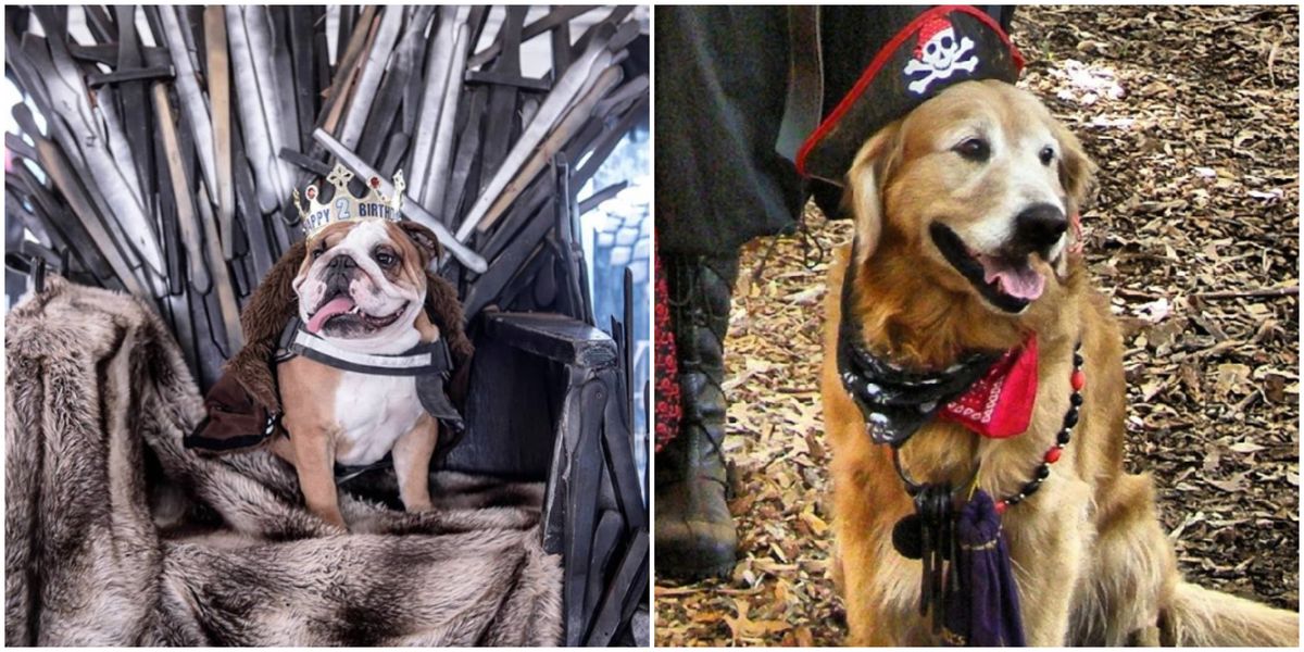 You Can Bring Your Dog To Tampa's Renaissance Fest This Weekend Narcity