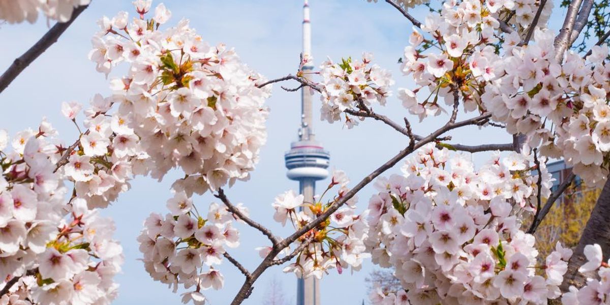 Where Can You See Cherry Blossoms Trees In Toronto? Here Are The Top 10