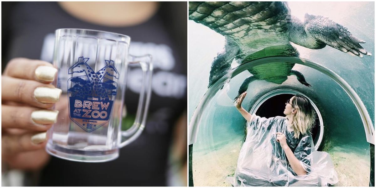 The Miami Zoo Will Be Hosting A Brew Event This Weekend - Narcity