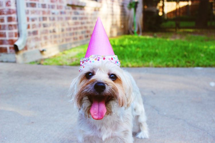 Ton Chien Selon Ton Signe Astrologique