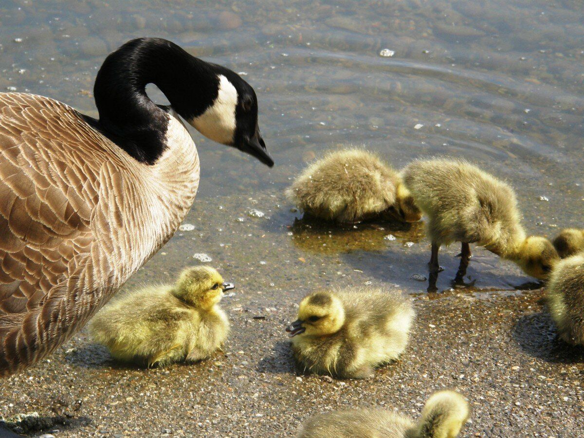 Video Of Baby Canada Geese Will Make You How Vicious They Are