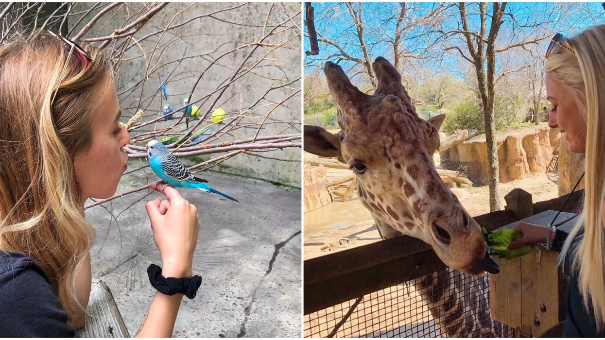 The Dallas Zoo Has A Cool New Backstage Safari Tour Narcity Dallas Zoo Dollar Day 2022