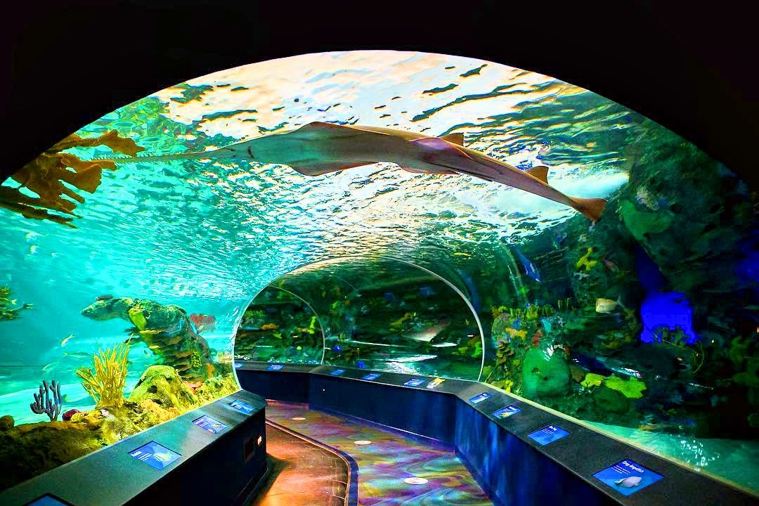 Les Prix de l'Aquarium Ripley de Toronto - Image