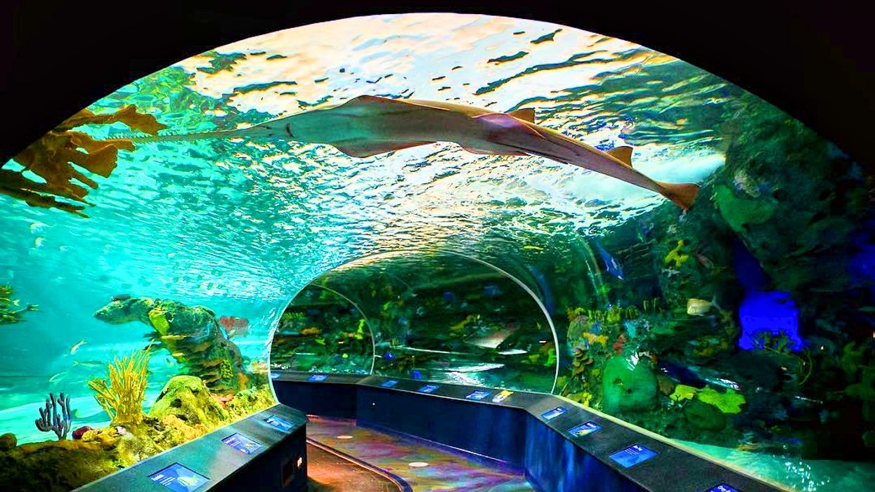 Ripley's Aquarium After Hours Party Is Happening This June In Toronto ... - Image Ripley's Aquarium After Hours Party Is Happening This June In Toronto ... - Image