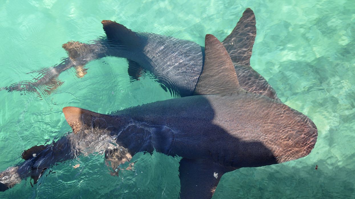 St. Augustine Aquarium Offers Shark Meet And Greets - Image St. Augustine Aquarium Offers Shark Meet And Greets - Image