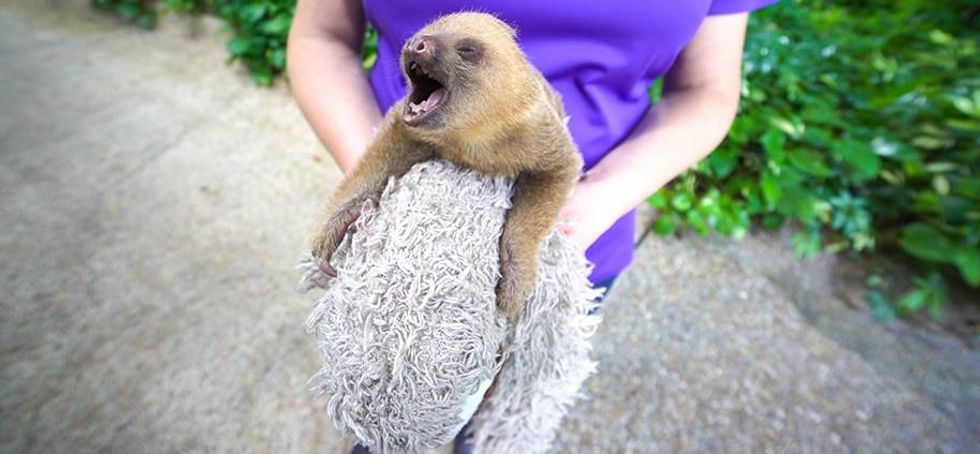 Busch Gardens Tampa Offers New Animal Encounters With Rhino And Sloths