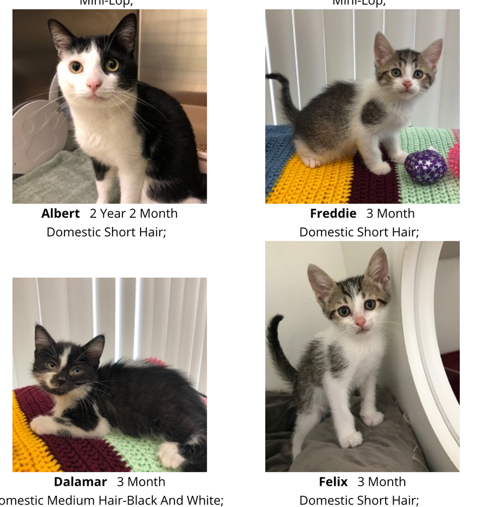 Pickering Kitten Adoption Has So Many Pets In Need Of Forever Homes In