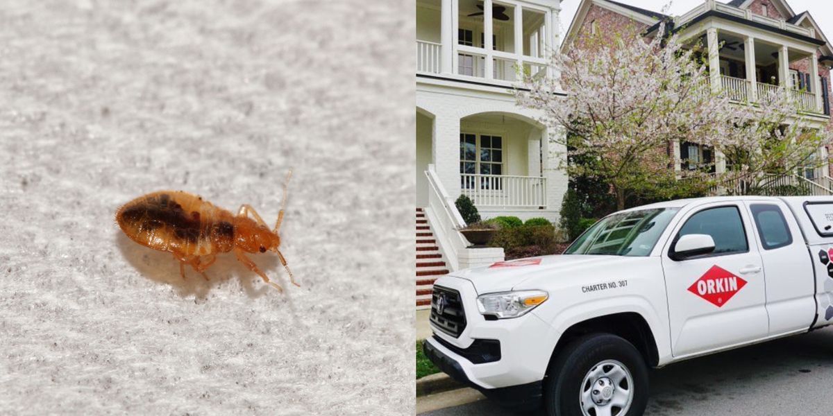 Bed Bugs In Canada Are In So Many Cities & One Province Has Been Hit