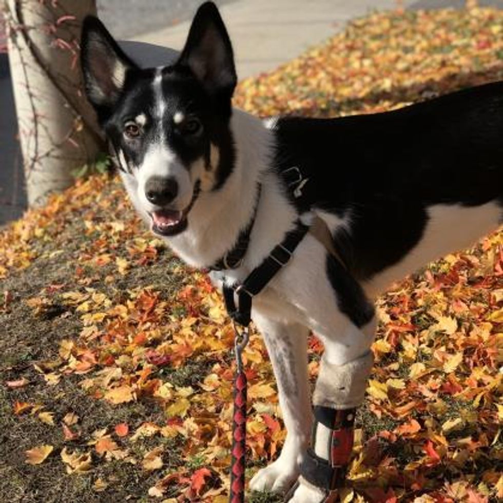 Toronto Humane Society Has So Many Pets That Are Available For Adoption