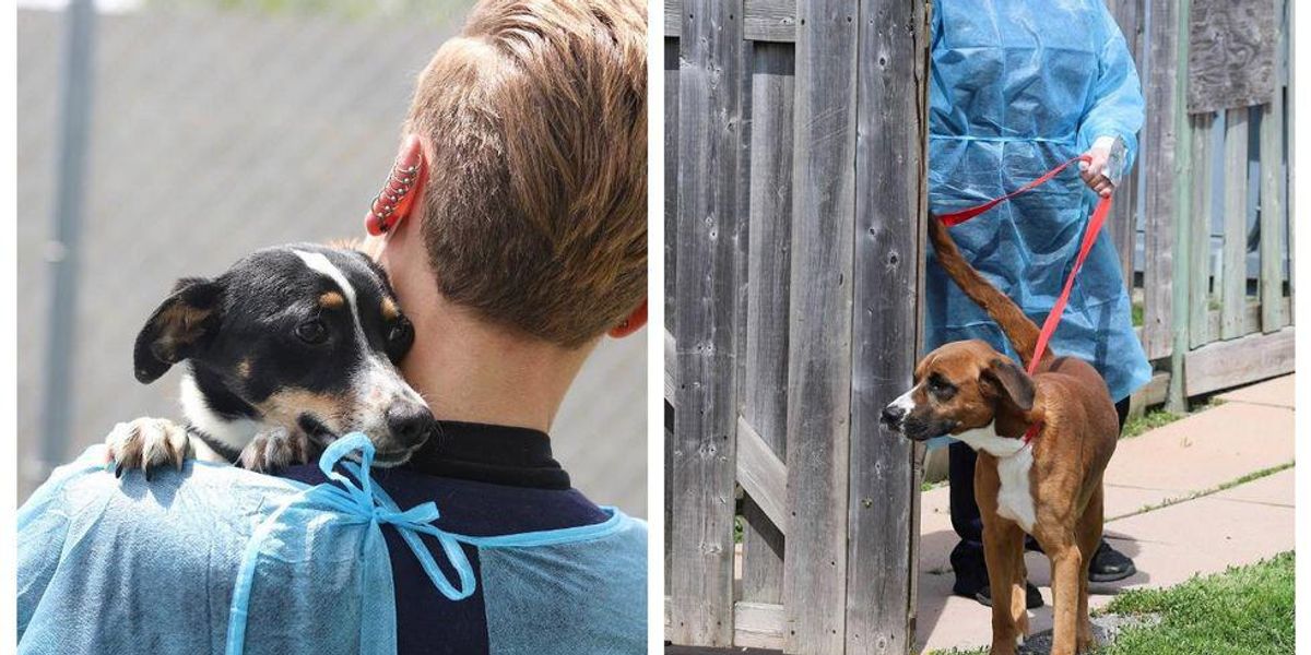 Ontario SPCA Looking To Home 16 Adorable Dogs Narcity Ontario SPCA Looking To Home 16 Adorable Dogs Narcity