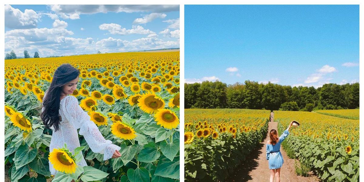 7 Sunflower Fields In Ontario Where You Can See Thousands Of Blooms