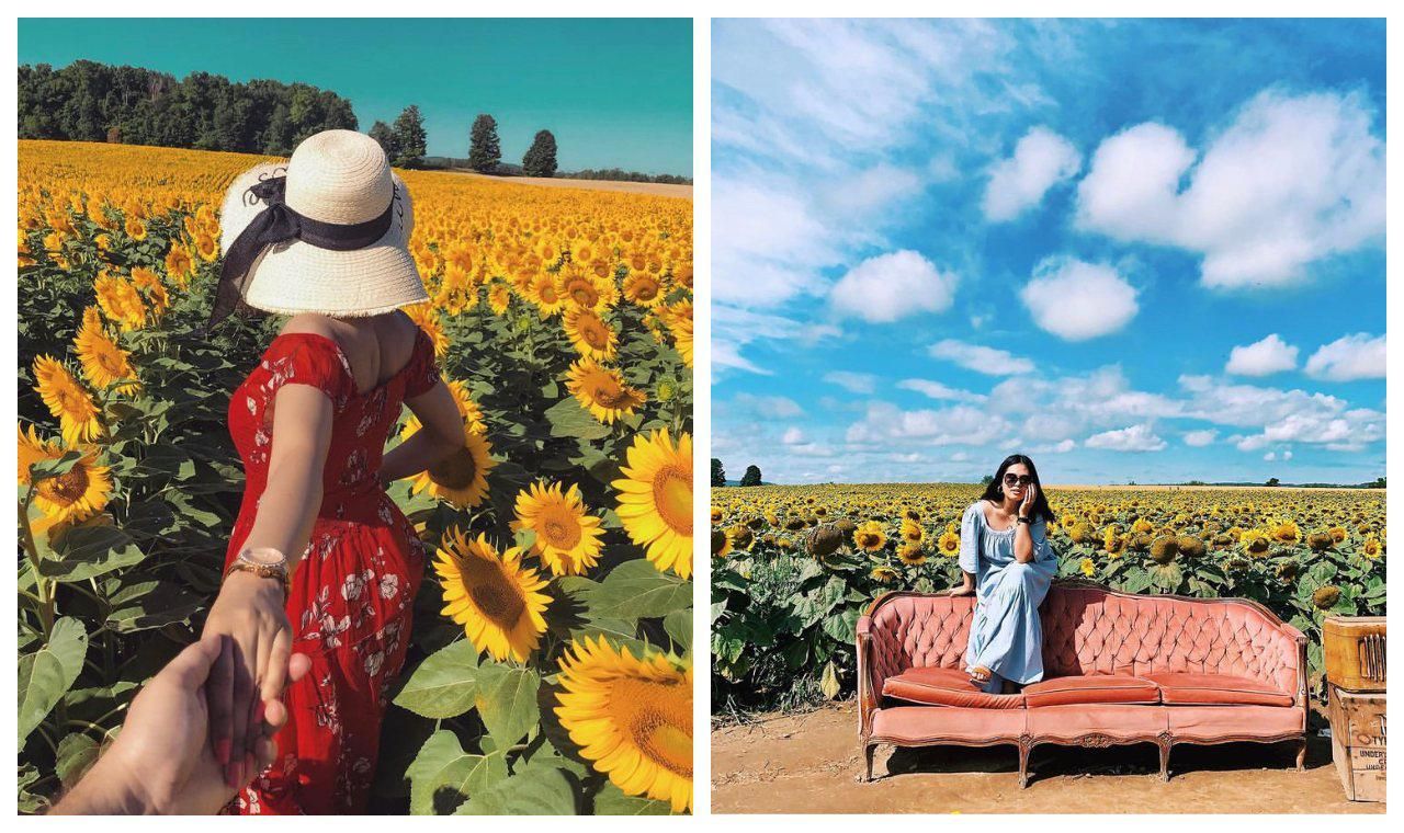 Davis Family Farm Sunflower Festival Near Toronto Has Over 1 Million Blooms Narcity