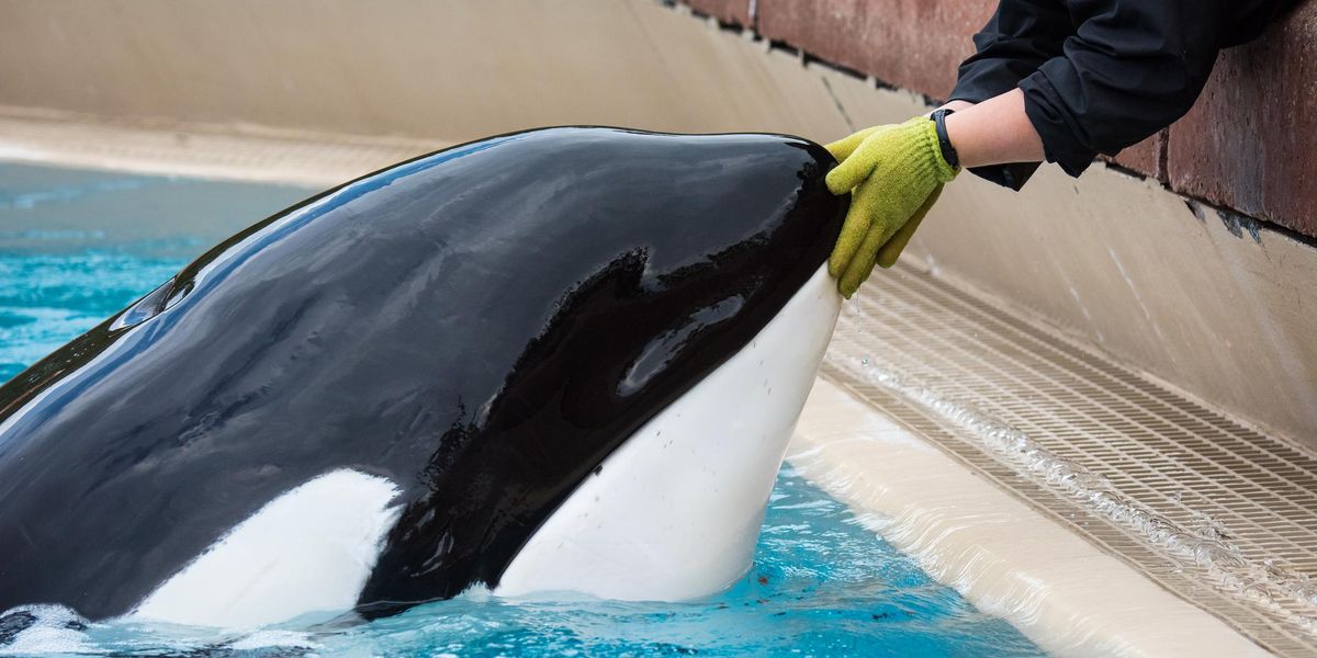 Marineland s Kiska Is Breaking The Hearts Of Everyone On The Internet