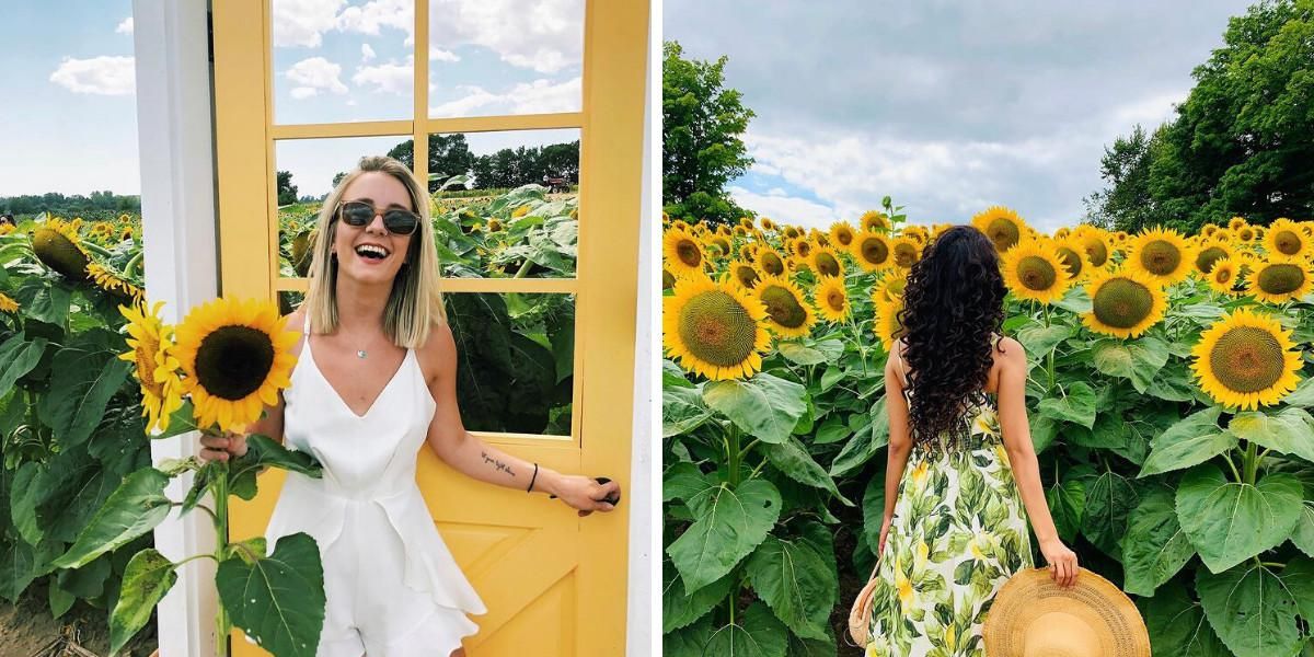 Sunflower Fields Near Toronto That Have Endless Golden Blooms Narcity