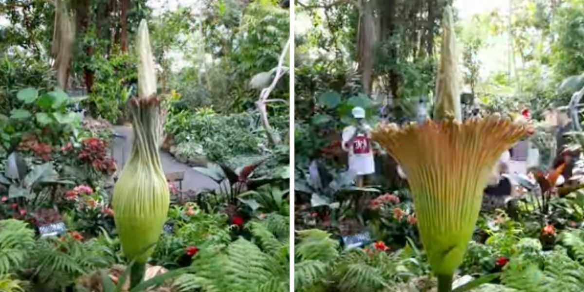 The Bloedel Conservatory Is Selling Tickets To See This Disgustingly Stinky ‘Corpse Flower’