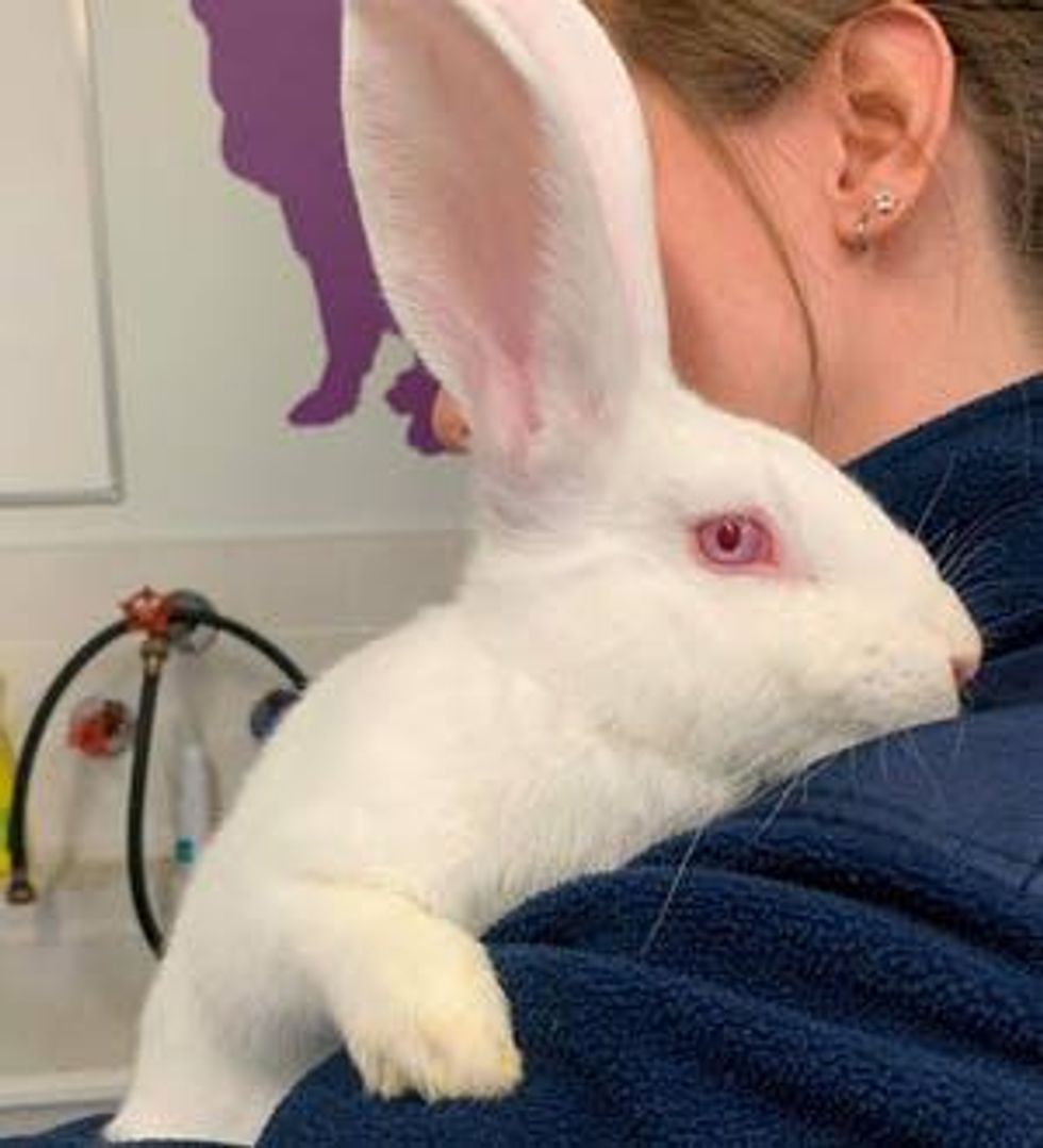 Ontario SPCA Wants You To Adopt Some Adorable Bunnies Narcity