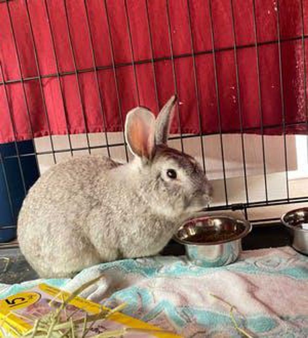 Ontario SPCA Wants You To Adopt Some Adorable Bunnies Narcity